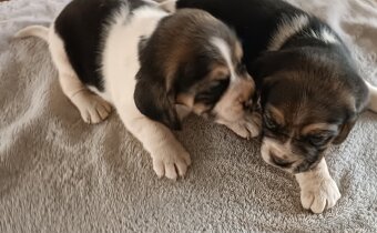 Bígl,Beagle, Bigl ,Bigel šteniatka