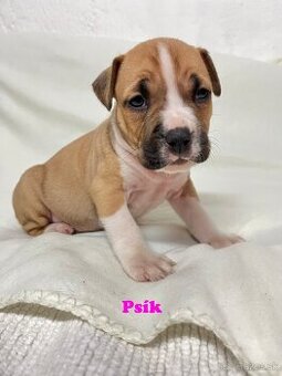 Americky Stafordšírský Terier šteniatka