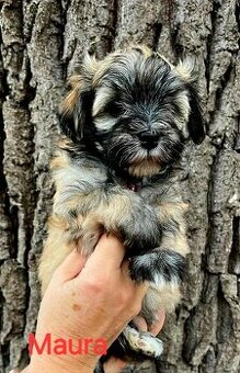 Havanský psík s PP     FCI