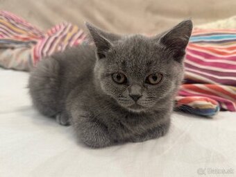 Mačiatko Britská Modrá