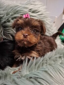 Yorkšhire,yorkšhirský terier