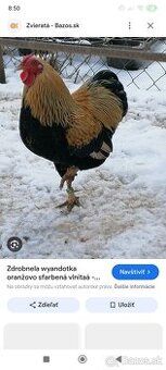 Predám kohútov wiandotka