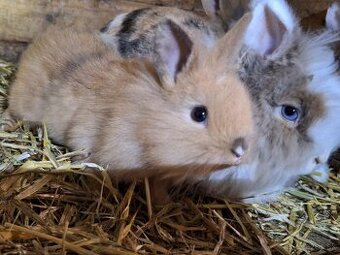 Zakrslé králiky