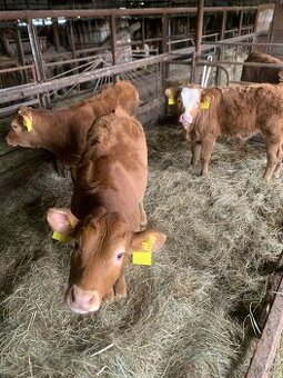 Predám teľatá S50L50, 6ks