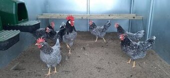 Vlaška modro bielo škvrnitá nasadove vajcia