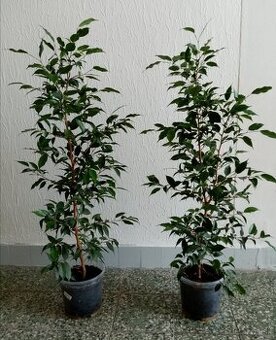 Fikus Benjamina