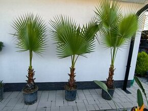 Palma Washingtonia robusta
