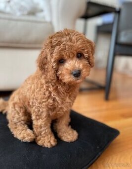Kúpim pudlíka / maltipoo