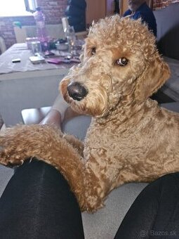 Predám Goldendoodle