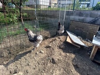Brahmanky
