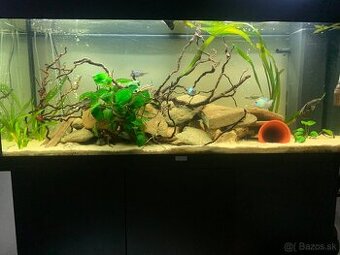 Juwel Rio 240