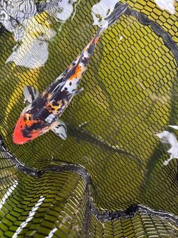 Koi kapre