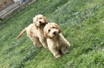 Cockapoo