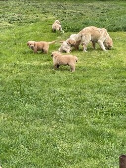 Zlaty retriever, Golden retriever