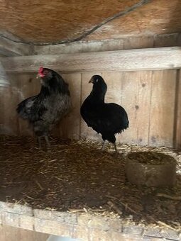 Araucana