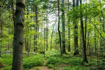 Banské a Sačurov - 1.840 m2 - LESNÉ POZEMKY (URBÁR)