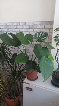 Monstera Deliciosa - 1