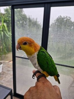 Amazonik bielobruchy