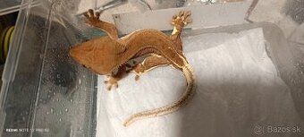 Pagekon riasnatý ( Correlophus ciliatus)