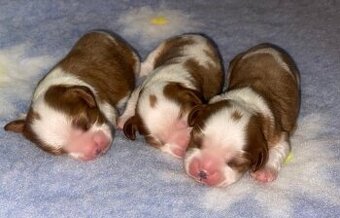 Cavalier king Charles spaniel s PP