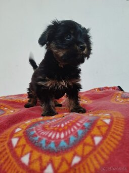 Yorkšhir,york,yorkšhirsky terier