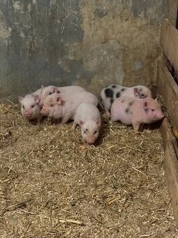 Predám čínske prasiatka