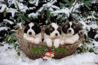 Šteňatá Moskovského strážneho psa