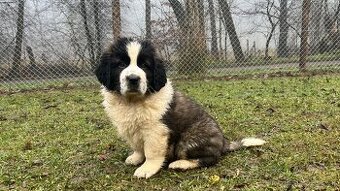 Šteňatá Moskovského strážneho psa