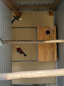 Predám chovné páry.