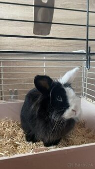 Predám zakrslého zajaca