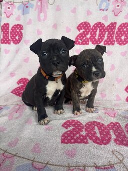 Americký stafordsirsky terier, Stafford, amstaf