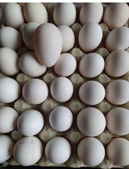 Nasadove vajíčka Leghorn