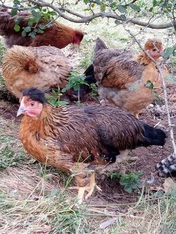 NV zelené green shell