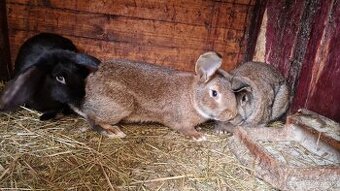 Pedám mladé samce do chovu