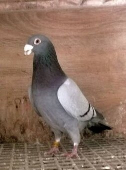 Darujem poštové holuby