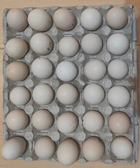 Násadové vajcia hodvabničky