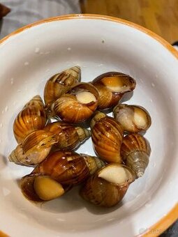 Africký slimák Achatina sp.