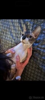 sphynx