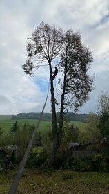 Výruby rizikových stromov arboristika štiepkovanie
