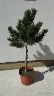 Borovica horská Mops 80 cm