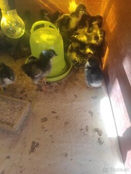 Australorp kuriatka
