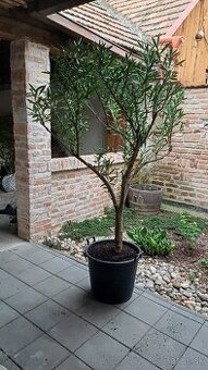 Oleander
