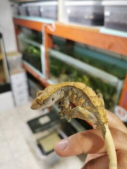 Pagekon riasnaty