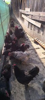 Nasadove vajcia australorp, cream legbar