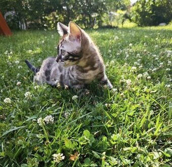Bengálska mačka,kocúr,mačiatko,Bengal