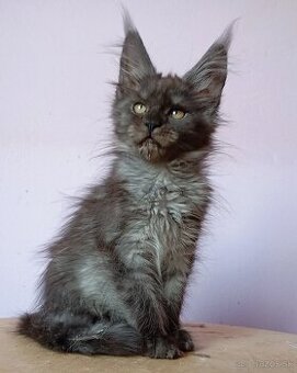 Maine Coon s PP