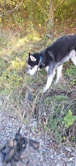 Sibirsky husky