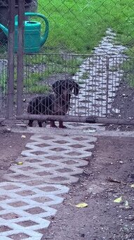 predam (eladó sarok konyha linka )kuchinsku