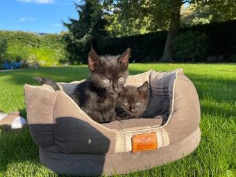 Predám dve dvoj mesačné mačiatka🐱