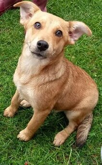 Darujem mini šteniatko - sučka Daisy - sladká rebelka